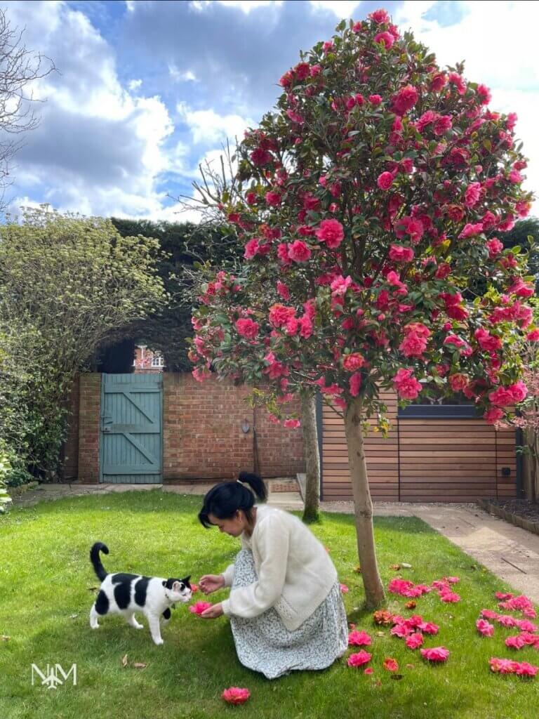 cat sitting in a beautiful home and garden