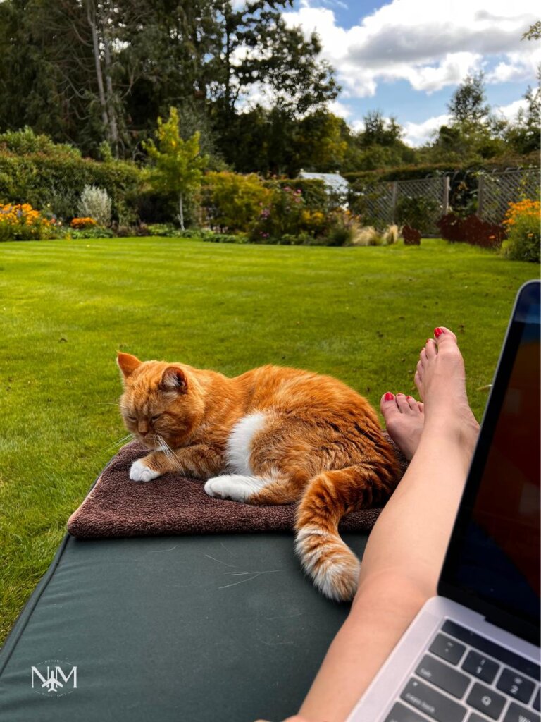 laptop work sitting outdoors with Eddie the cat