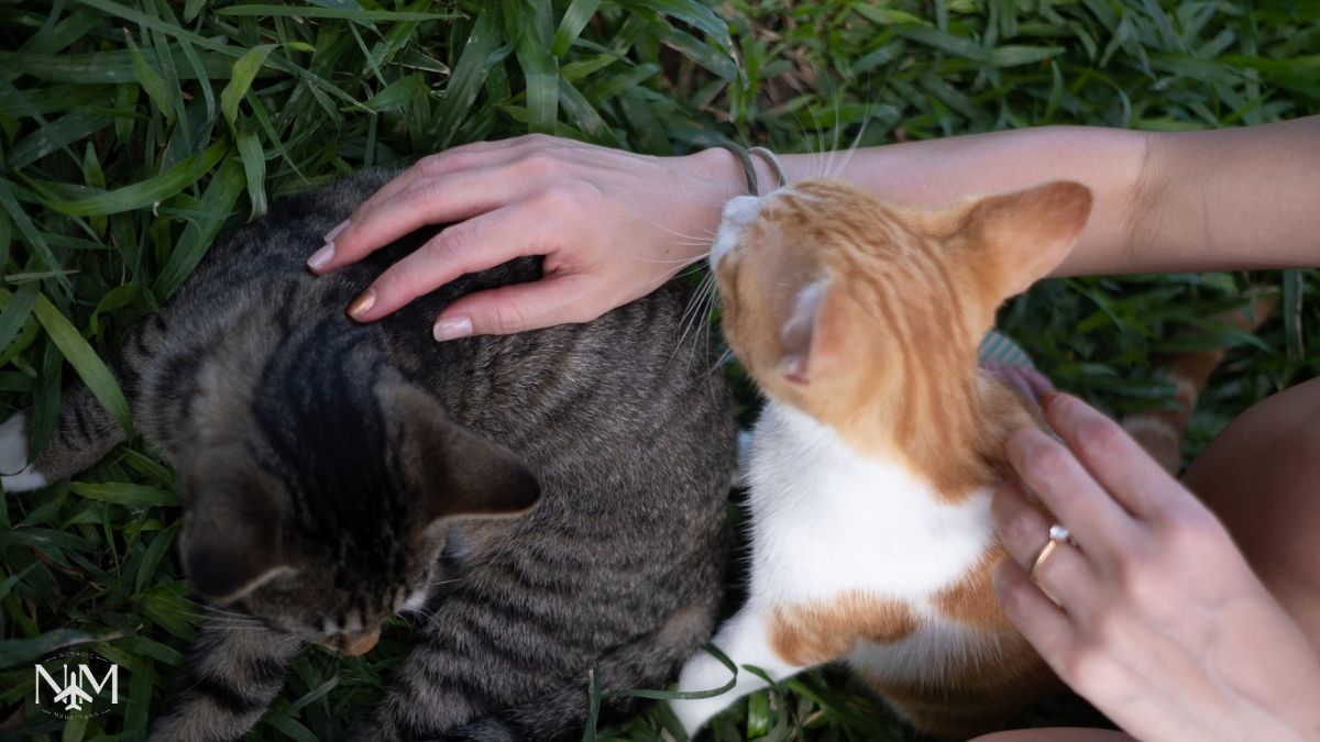 stroking two rescue cats: one is a grey tabby and the other is a ginger and white cat. They are both lying on the grass.