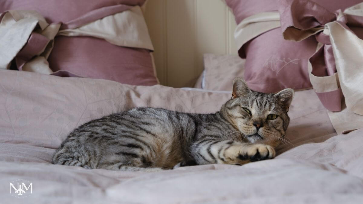 a grey tabby cat we are pet sitting looking half asleep on the bed with two pink pillows with giant bows in the back