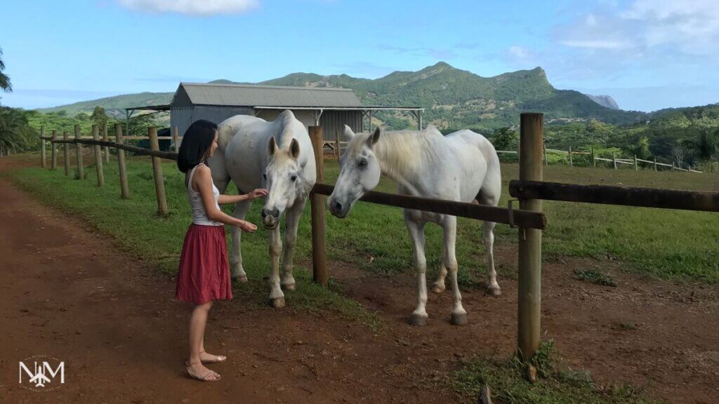 woman touching gently the tip of the horse's face. Two white horses are in their paddocks