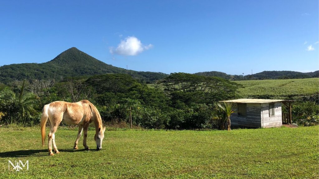 a horse grazing away at the grass and in the background there is the Piton de la Petite Riviere Noire, highest mountain of Mauritius in Chamarel.