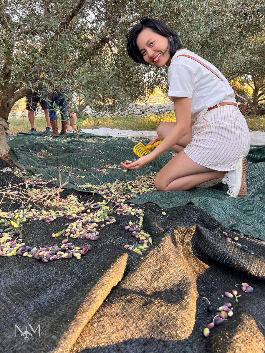 Harvesting olives in Malta